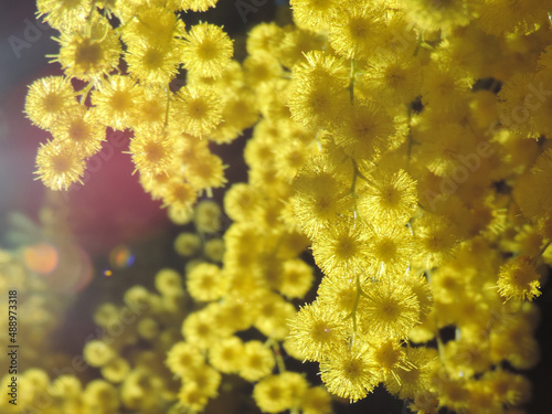 Closeup of beautiful blooming bright yellow fluffy mimosa flowers shining in sunlight