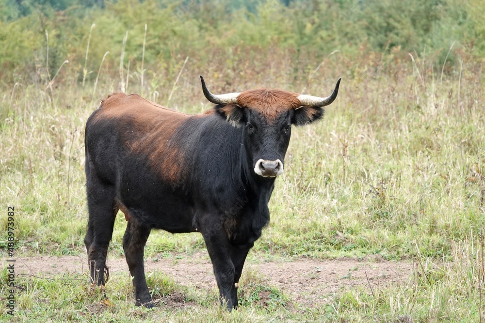 Black and brown bull on a grassy pasture staring into the camera. High quality photo
