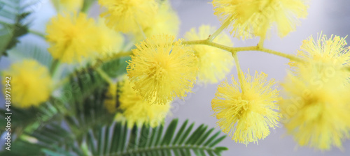 Spring yellow mimosa flowers blured, defocused banner. Easter, Women's day concept. 