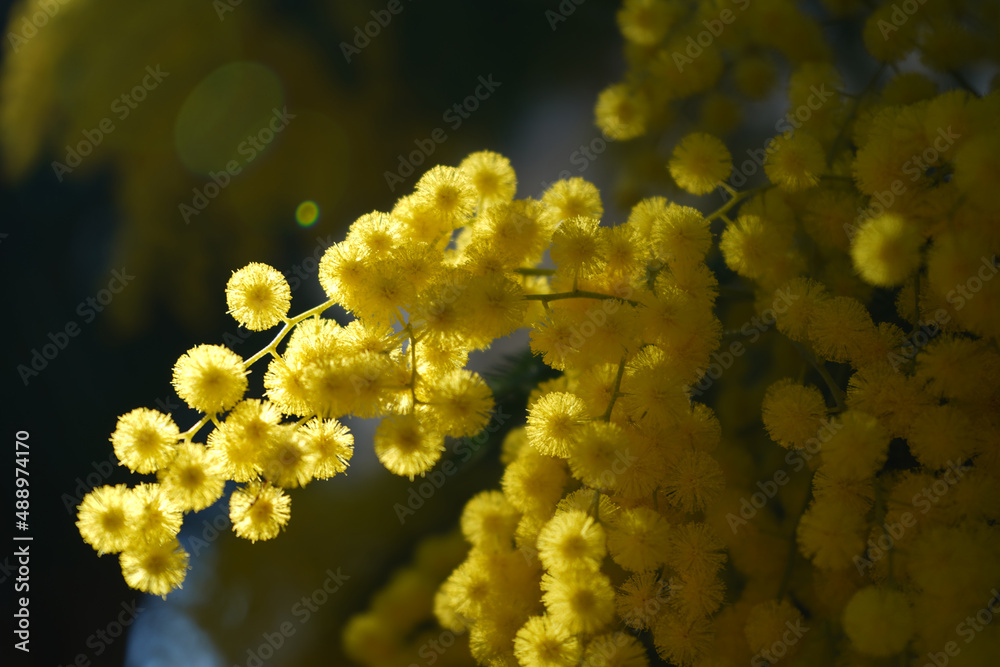 branches of blooming bright yellow fluffy mimosa flowers shining in sunlight on dark green background branches of blooming bright yellow fluffy mimosa flowers shining in sunlight on dark green background
