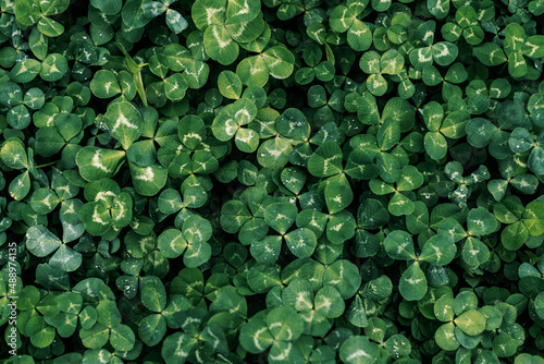 Green clover leaves natural background, St Patrick's Day