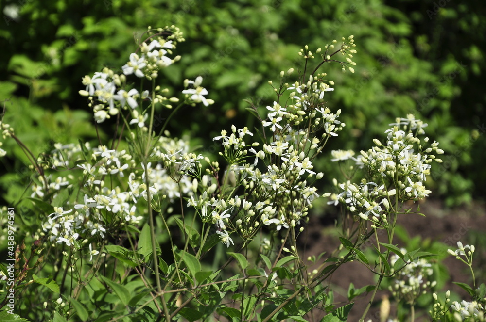 Garden flowers are blooming. Blooming flowers and plants. 