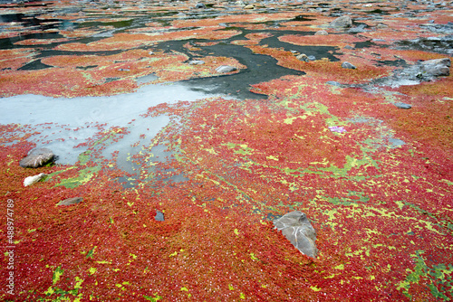 colorful red azolla photo