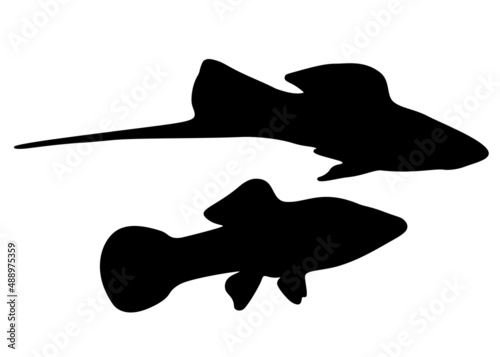 Aquarium small swordfish. Vector image.
