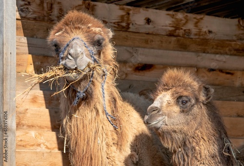 two camels on the farm, one of them is eating hay photo