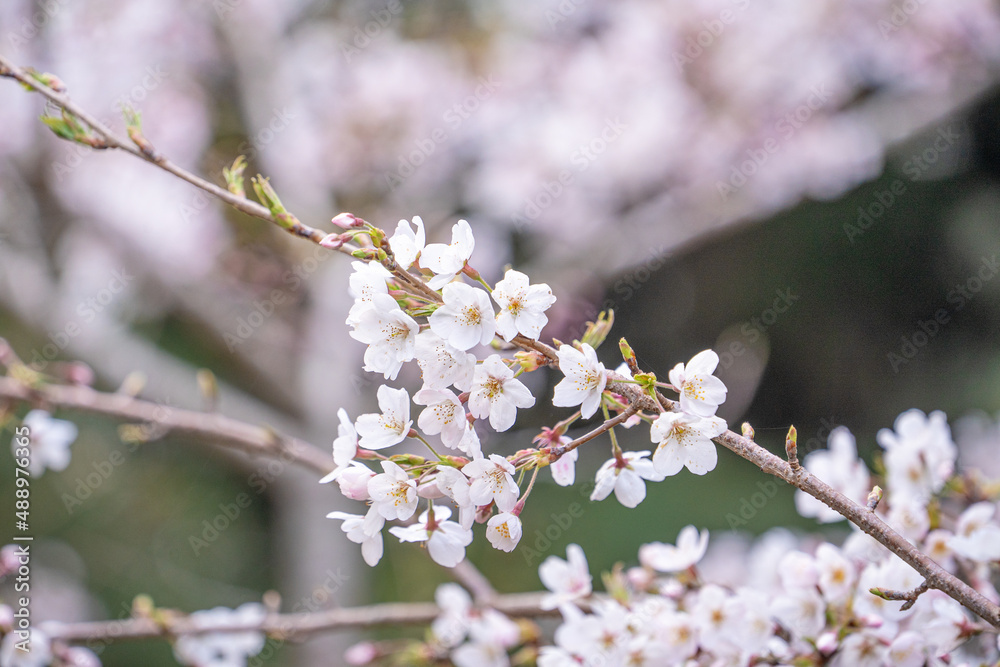 Beautiful Yoshino Sakura Cherry Blossom is blooming with sprout in Alishan National Forest Recreation Area in Taiwan. Beautiful Yoshino Sakura Cherry Blossom is blooming with sprout in Alishan National Forest Recreation Area in Taiwan.
