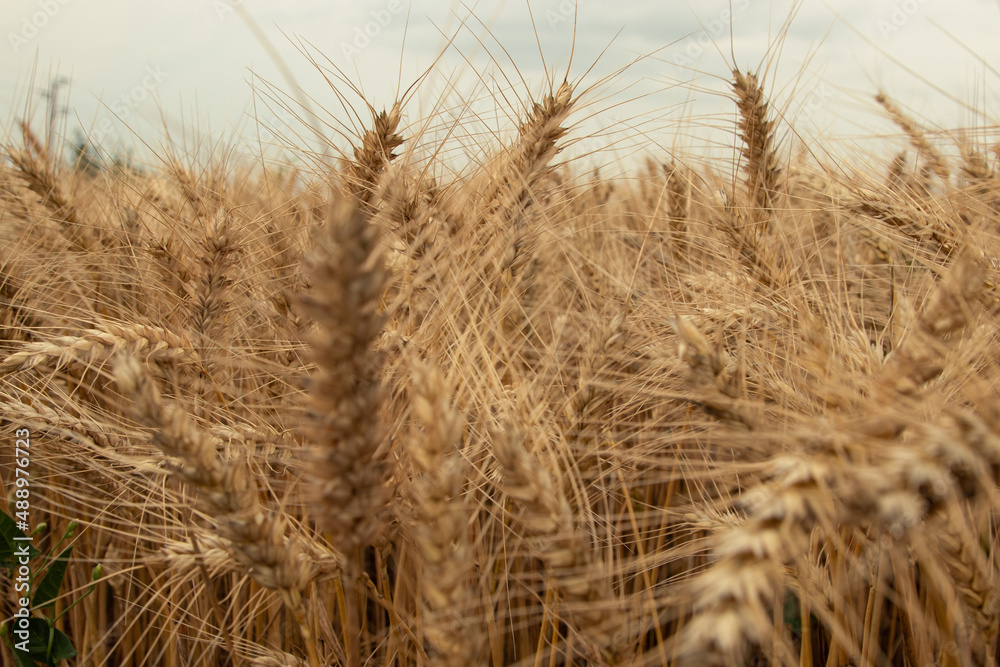 Fototapeta premium landscape, close up golden wheat field in summer, Bulgaria