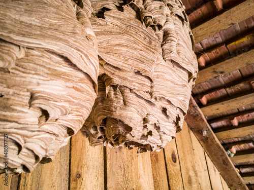 Large hornet's nest in the attic. Two hornet nests with beautiful abstract structure. Großes Hornissennest auf Dachboden. Zwei Hornissenester mit schöner abstrakter Struktur. 