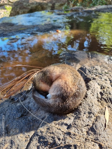 Wild platypus sleeping on the rock in the sun near Atherton, North Queensland, Australia