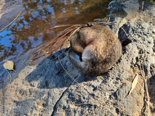 Wild platypus sleeping on the rock in the sun near Atherton, North Queensland, Australia