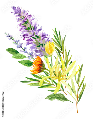 Watercolor hand painted patchouli, ylang ylang and salvia branches and flowers. Watercolor hand drawn illustration isolated on white background, aromatherapy, essential oils © Salnikova Watercolor