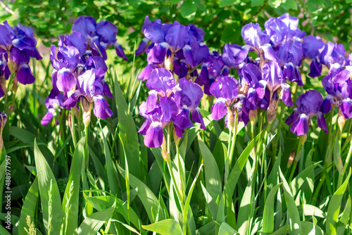 A group of Purple Violet Irises or Bearded Iris blooming in the garden. Beautiful floral background.Selective focus.