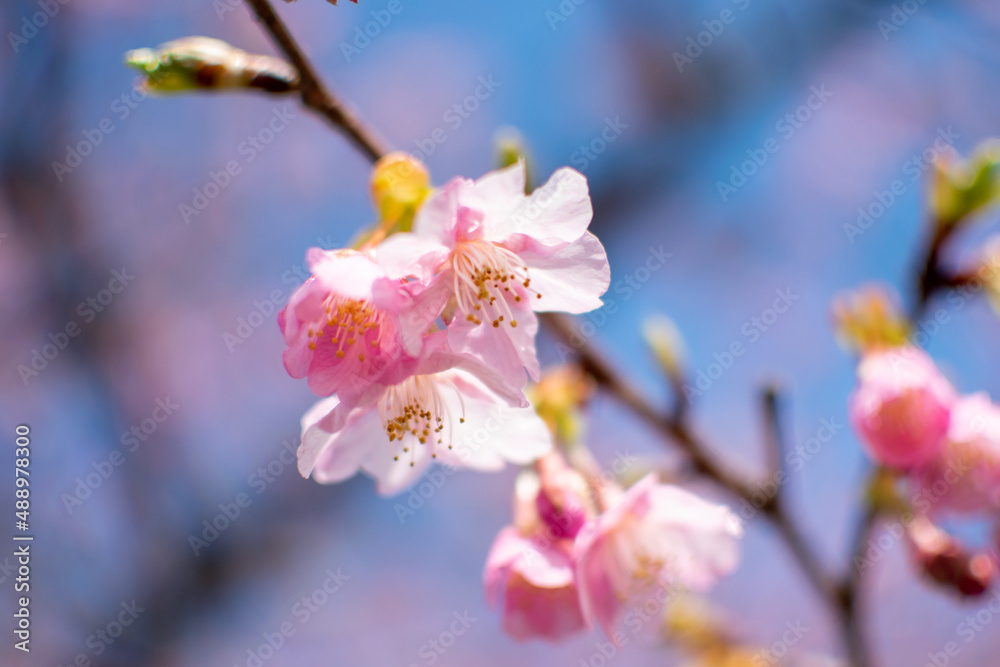 青空の下で満開の濃いピンクの桜、河津桜 青空の下で満開の濃いピンクの桜、河津桜
