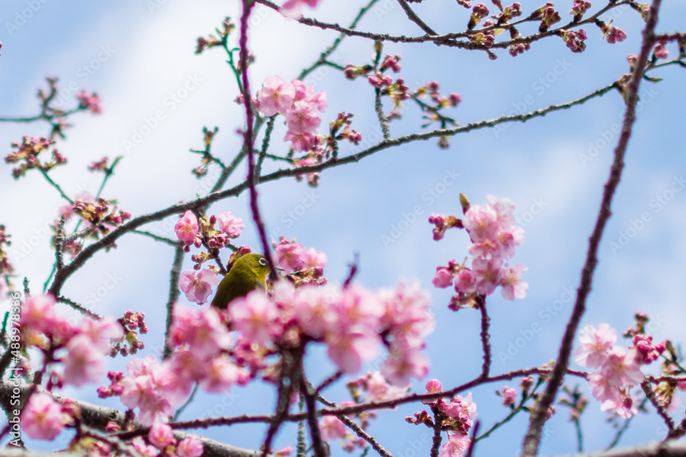 青空の下で満開の濃いピンクの桜、河津桜