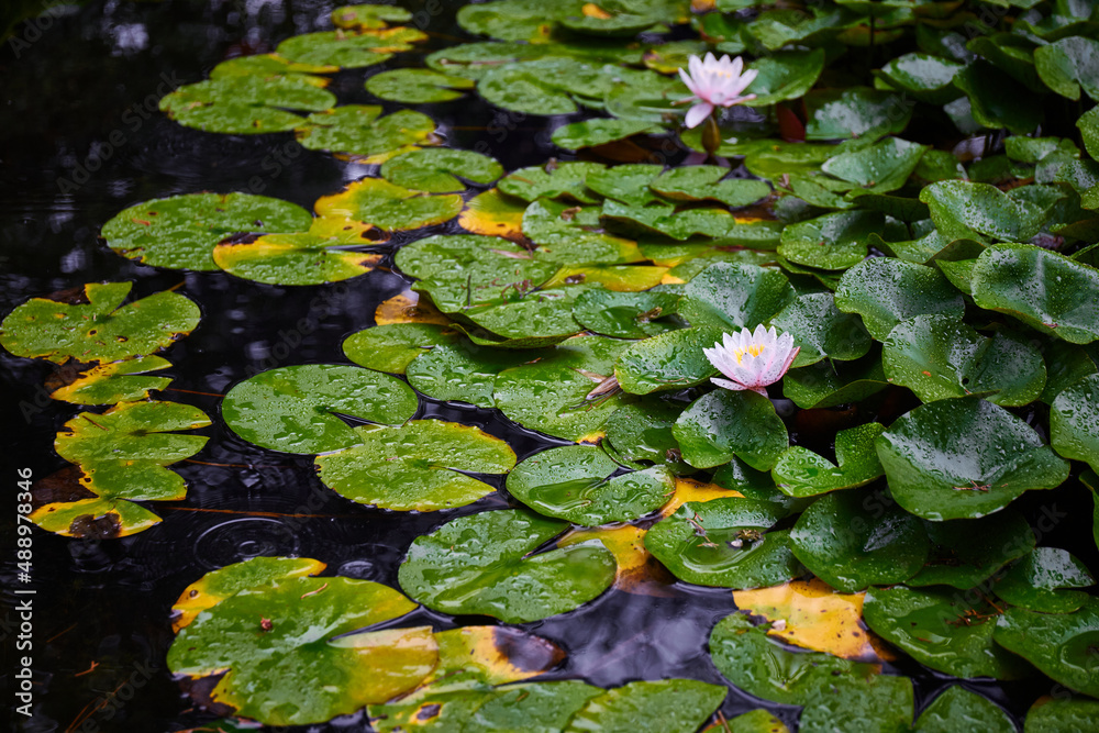 beautiful white water lily or lotus flower in a pond beautiful white water lily or lotus flower in a pond