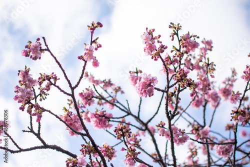 青空の下で満開の濃いピンクの桜、河津桜