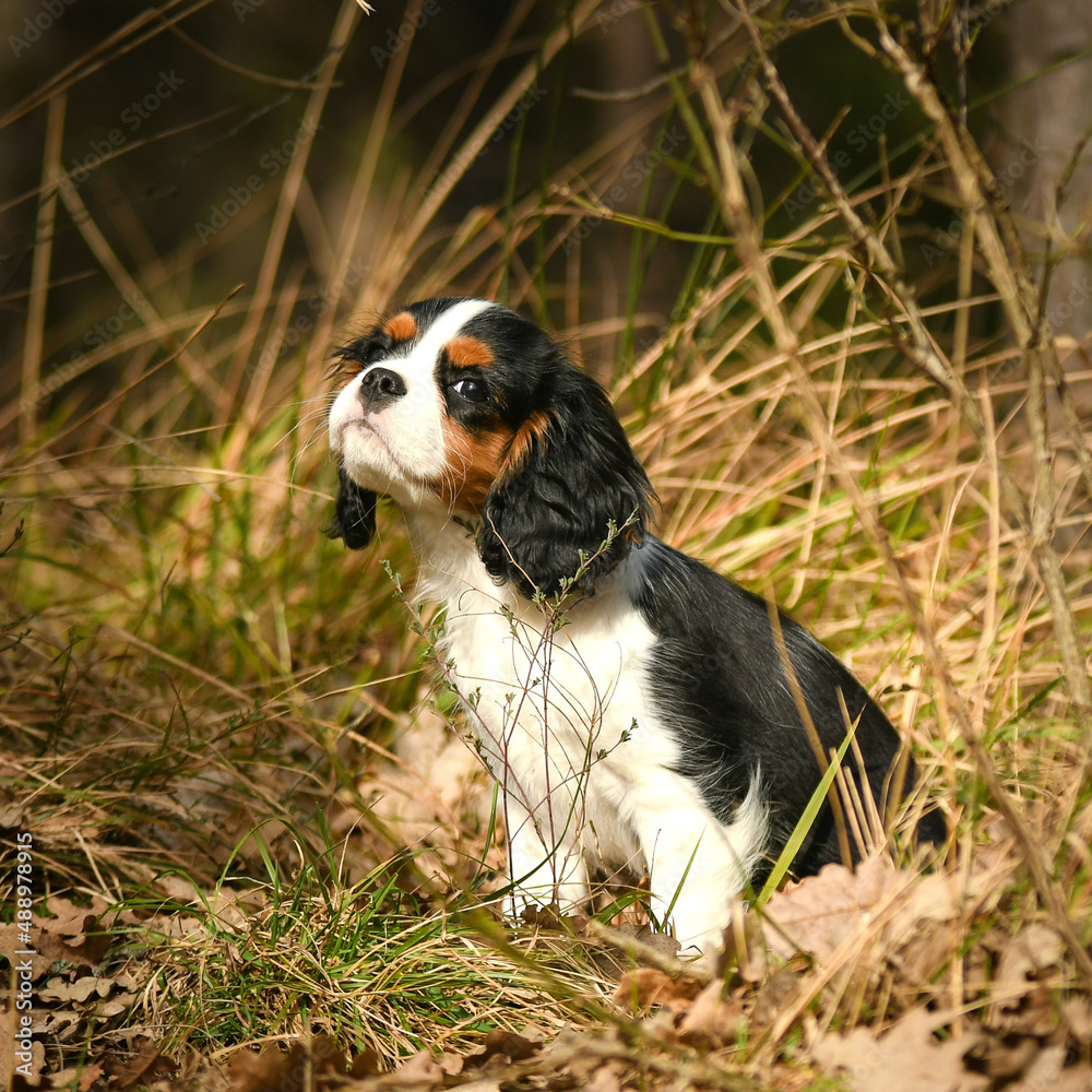 Chien cavalier king charles pour un shooting