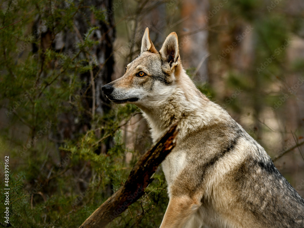 Fototapeta premium Portrait chien loup tchécoslovaque