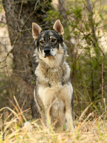 Portrait chien loup tch  coslovaque dans la for  t