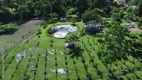 Amazing dragon fruit farm aerial drone view with a man made pond in the background photo