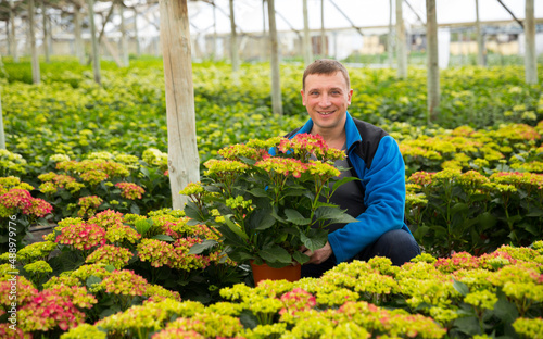 Positive man farmer working with Hydrangea plants while gardening in glasshouse © JackF