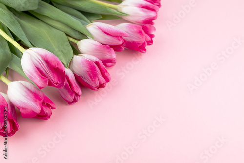 Fototapeta Naklejka Na Ścianę i Meble -  Blurred image of pink tulips on a pink background with space for writing text.