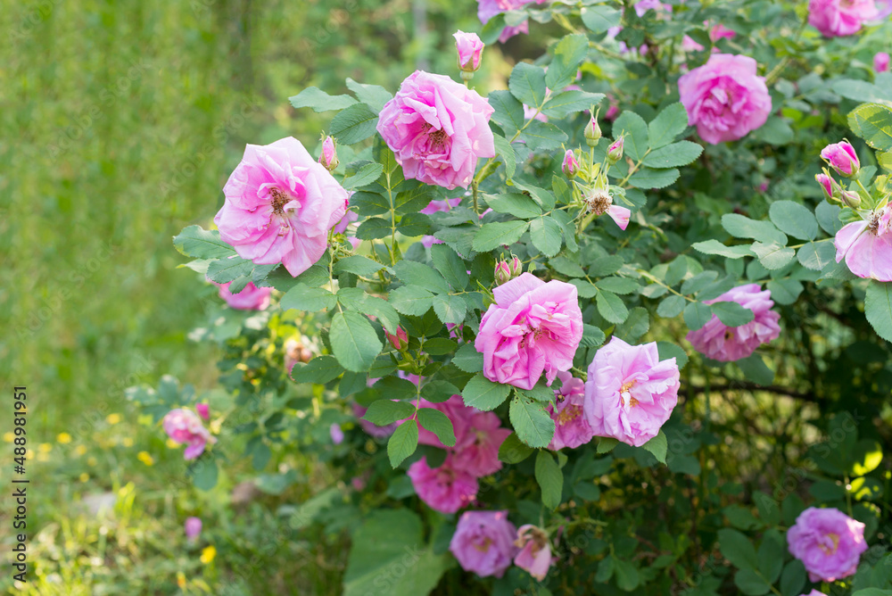 summer pink rose bush in greenery of garden summer pink rose bush in greenery of garden