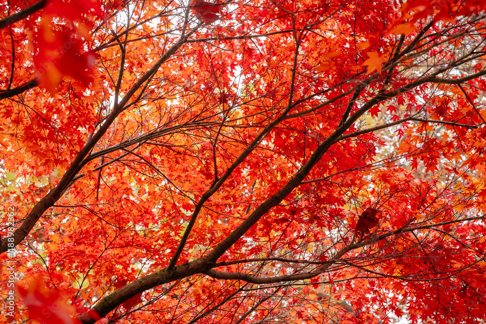 Red maple leaves at early rainy morning in Autumn. Close up. Natural background Red maple leaves at early rainy morning in Autumn. Close up. Natural background
