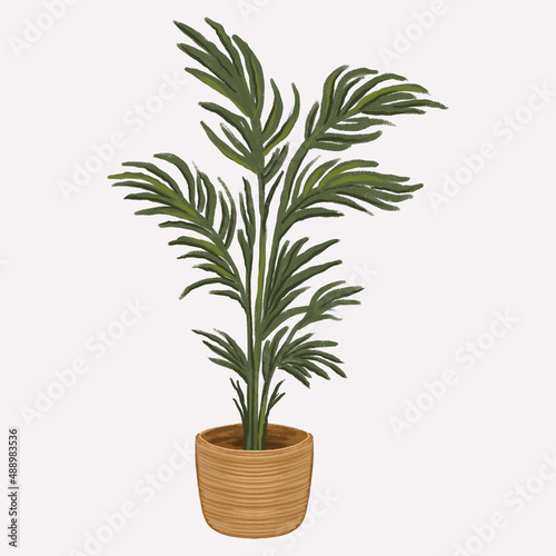 Home plant in a wicker basket. Palm tree in a pot. Boho style. Cozy home decor items  houseplants and gardening. Isolated on white background. hand drawn illustration 