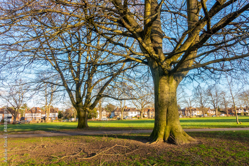 A tree lined path on a winter's day in February in Prospect Park in Tilehurst, Reading, England. The sky is blue and tree branches are bare. A tree lined path on a winter's day in February in Prospect Park in Tilehurst, Reading, England. The sky is blue and tree branches are bare.