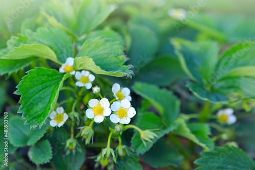 White flowers and green leaves of strawberries plants in the garden .