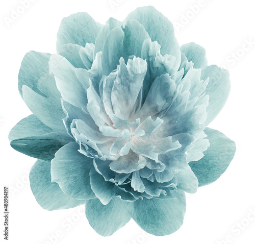 Peony turquoise   flower isolated on a white background. Close-up. For design. Nature.