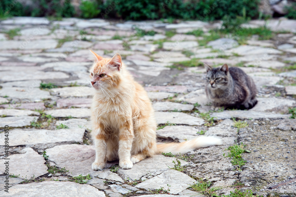 Naklejka premium Two wildcats in a countryside alley.