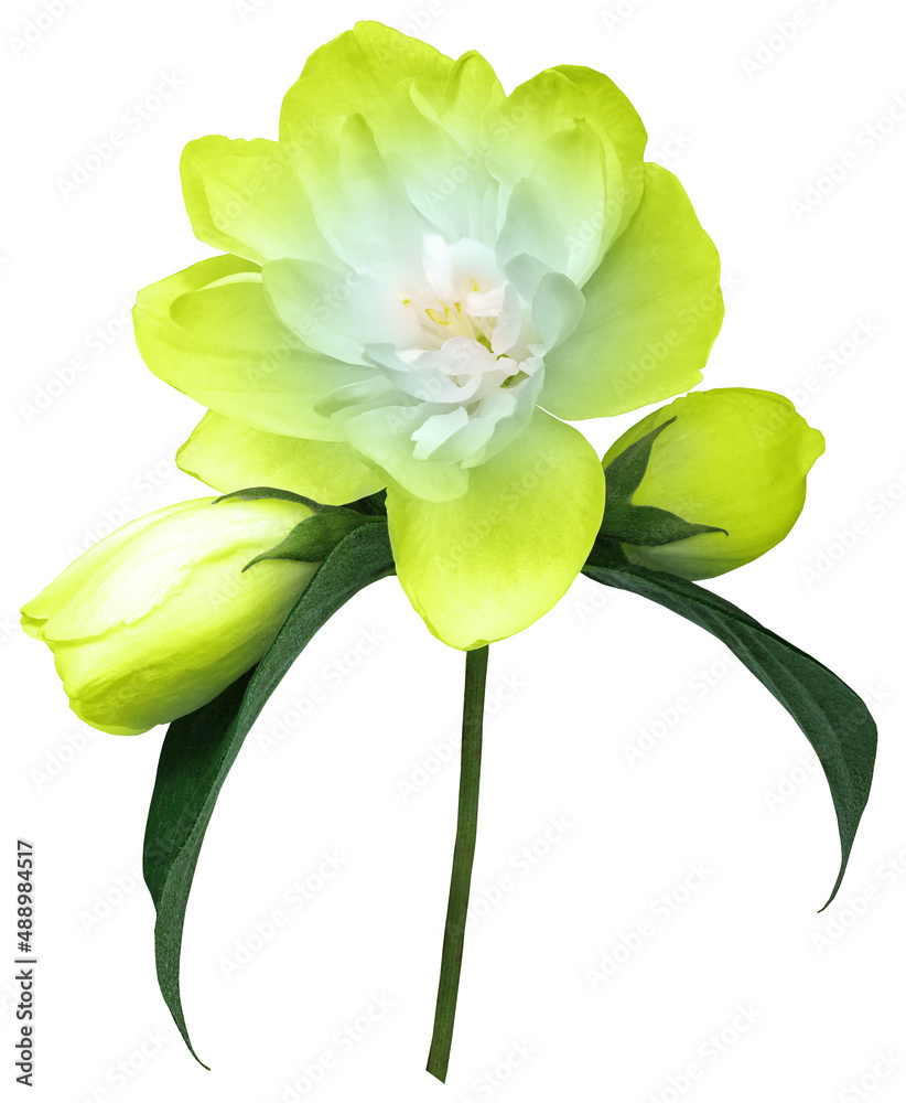Yellow    jasmine flower  isolated  on white  background with clipping path. Closeup. For design. Nature.