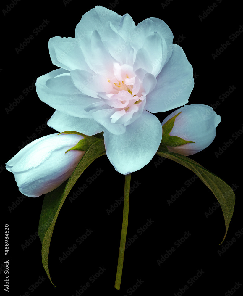 Turquoise jasmine flower isolated on black background with clipping path. Closeup. For design. Nature. Turquoise jasmine flower isolated on black background with clipping path. Closeup. For design. Nature.