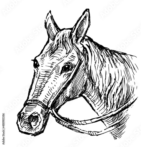Fototapeta Naklejka Na Ścianę i Meble -  Hand drawing of head harnessed horse