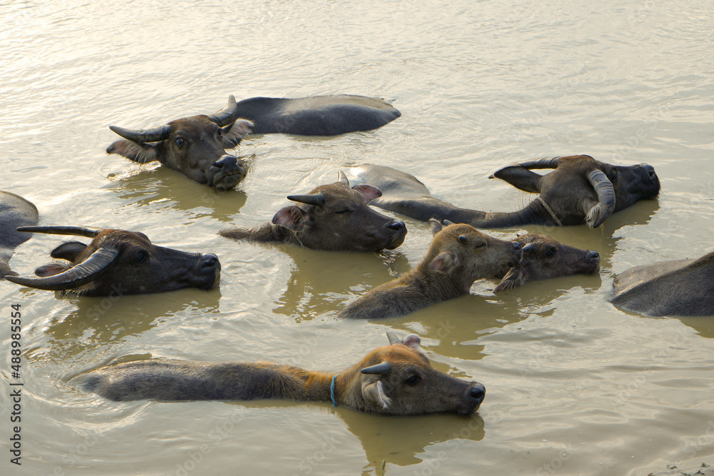 Fototapeta premium The water buffalo (Bubalus bubalis), also called the Asiatic buffalo, domestic water buffalo or Asian water buffalo, is a large bovid originating in the Indian subcontinent and Southeast Asia. 
