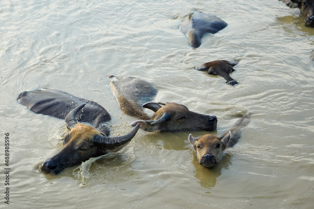 Fototapeta premium The water buffalo (Bubalus bubalis), also called the Asiatic buffalo, domestic water buffalo or Asian water buffalo, is a large bovid originating in the Indian subcontinent and Southeast Asia. 