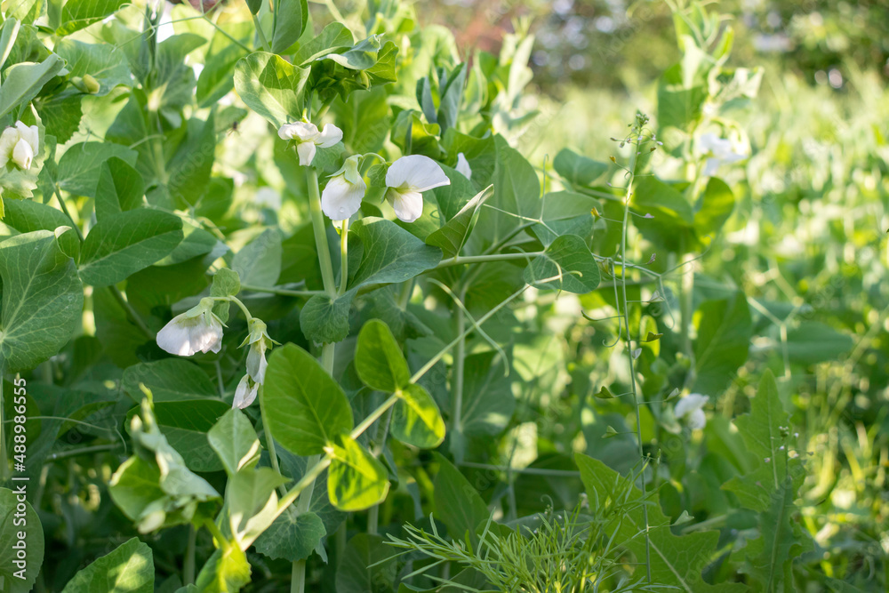 Green Pea plant bloom in the garden