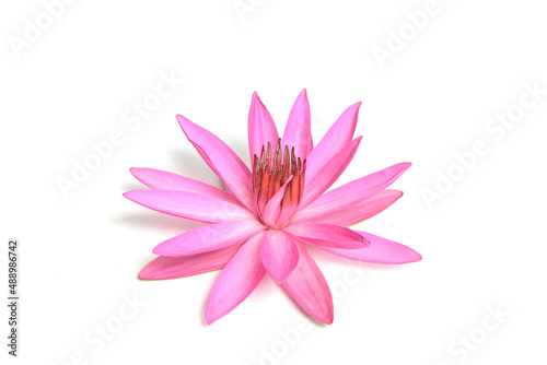 Beautiful blooming lotus flower isolated on white