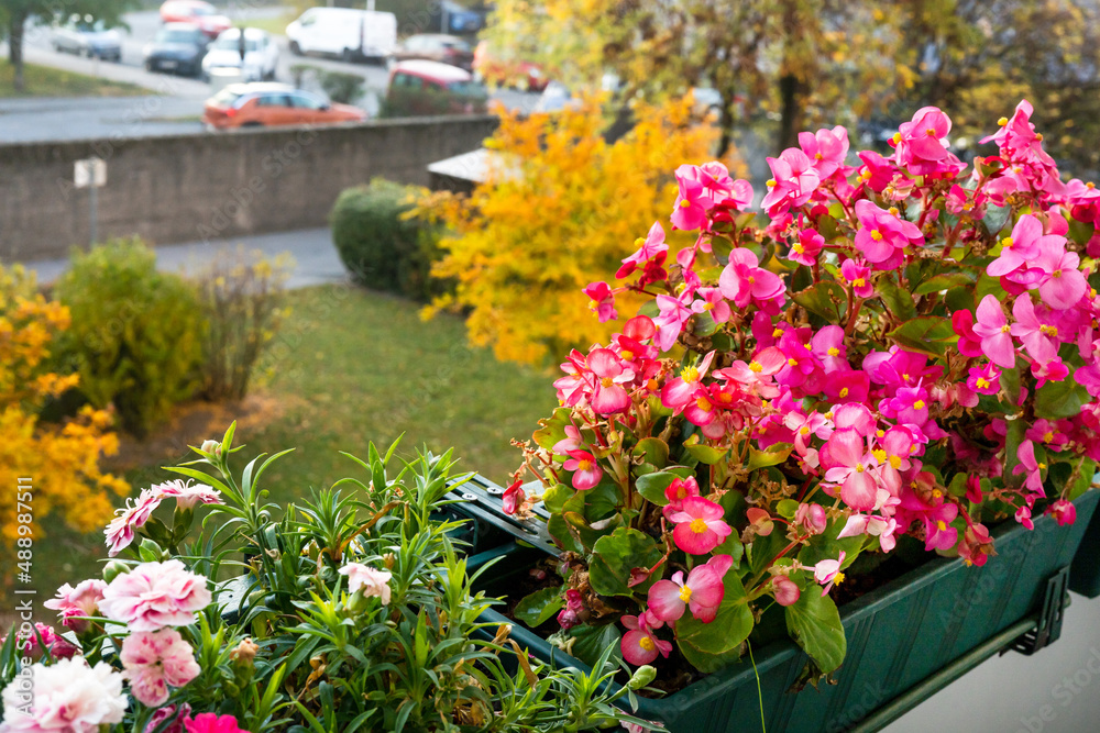 Pink flowers on the balcony and orange tree in the garden in Autumn. Natural floral background. Home gardening, Autumn season. 4K UHD Pink flowers on the balcony and orange tree in the garden in Autumn. Natural floral background. Home gardening, Autumn season. 4K UHD