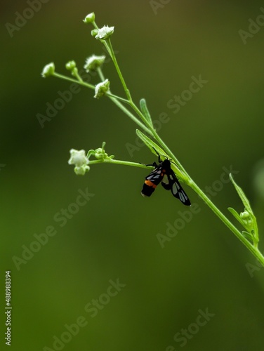 small bug on a leaf © Abdul Rahman