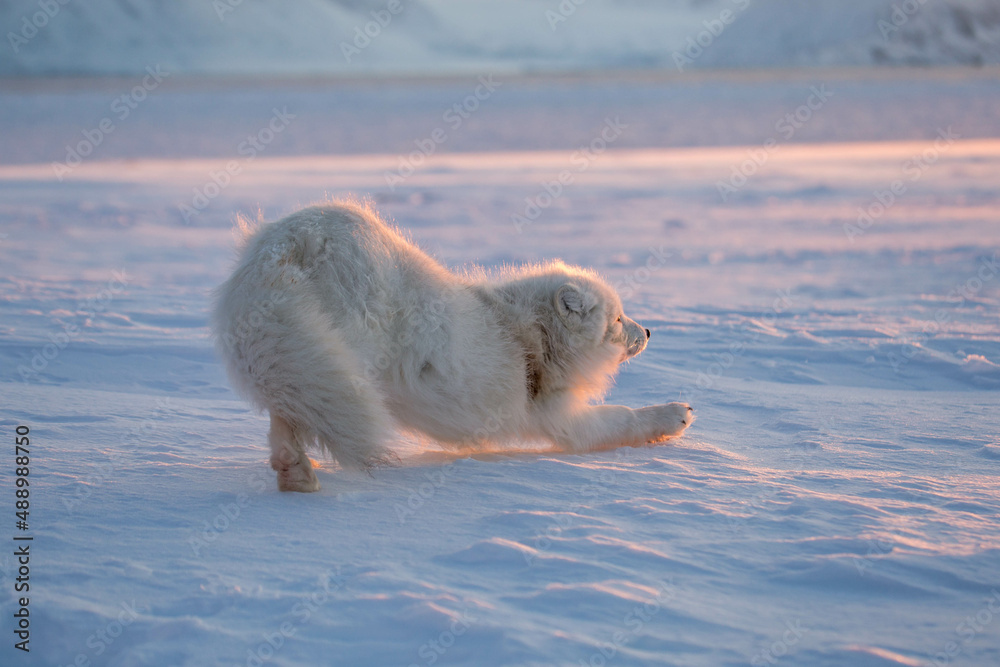 Lis polarny -  arktyczna słodycz nie tylko ołudniowego Spitsbergenu - obrazy, fototapety, plakaty 