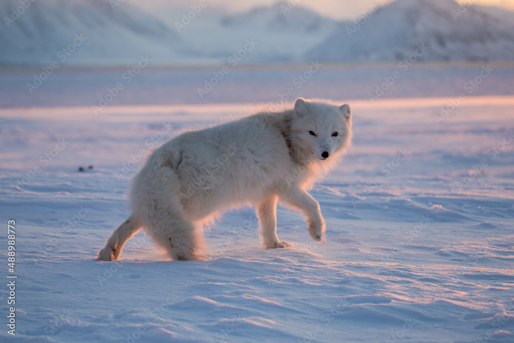 Lis polarny -  arktyczna słodycz nie tylko ołudniowego Spitsbergenu - obrazy, fototapety, plakaty 