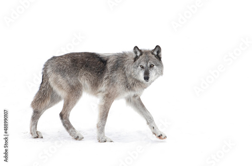 A lone Black wolf isolated on white background walking in the winter snow in Canada