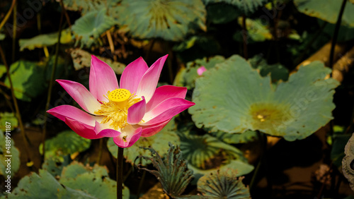 Malang  Indonesia - February  2022    A Beautiful sideview of blooming Lotus in the daylight  Kebun Raya park  Purwodadi - East Java.