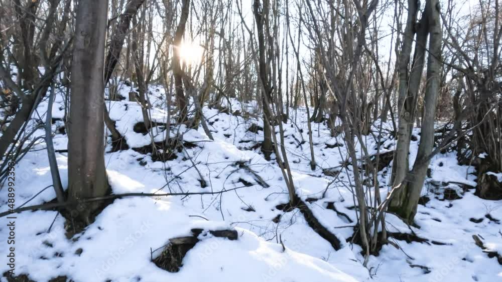 Winter nature sunset landscape. Sunlight through winters forest. Snow covered ground. Blue sky. Winter nature sunset landscape. Sunlight through winters forest. Snow covered ground. Blue sky.