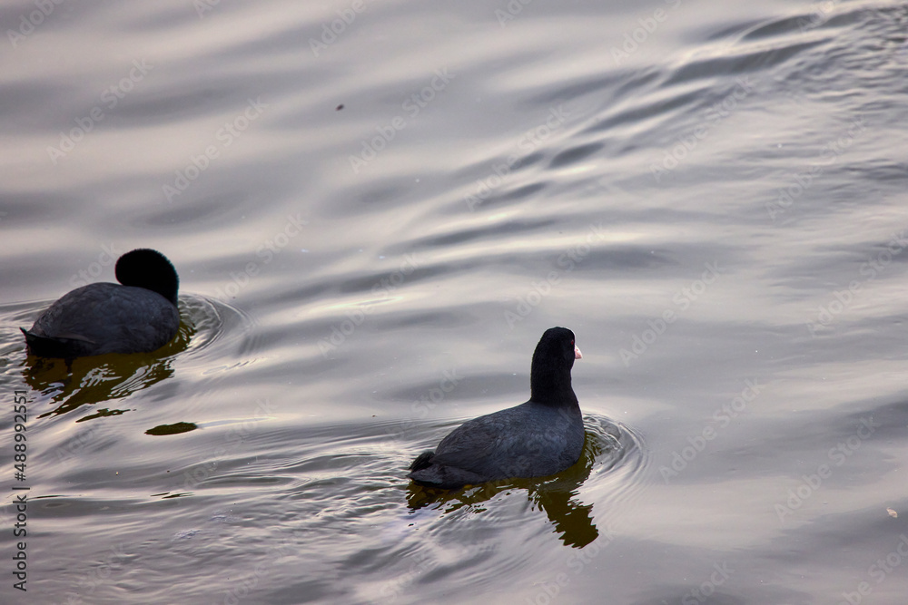 Fulica atra on a river (Fulica atra) is a migratory waterfowl in the rally family. Fulica atra on a river (Fulica atra) is a migratory waterfowl in the rally family.