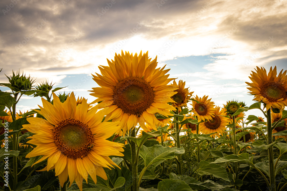 Obraz premium Sonnenblumen am Abend
