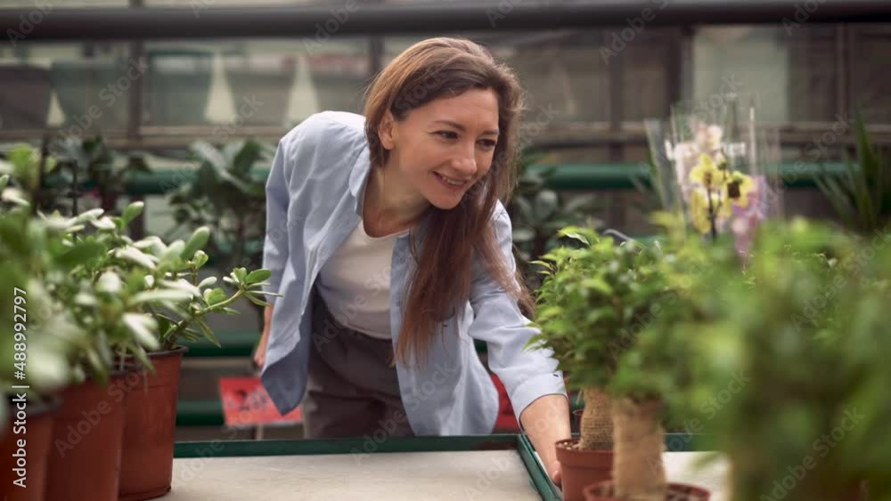 concept of wholesale houseplants. An attractive young Caucasian woman picks a leafy ficus and puts it into a shopping cart. A woman buys houseplants for her home at a plant nursery. concept of wholesale houseplants. An attractive young Caucasian woman picks a leafy ficus and puts it into a shopping cart. A woman buys houseplants for her home at a plant nursery.